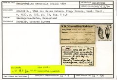 Karteikarte zum Holotyp von Hemirobulina arcuatula Stache, 1864